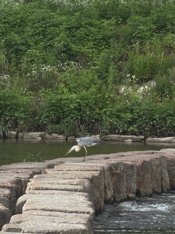 Riverside path in Dongducheon-si, heron on stepping stones