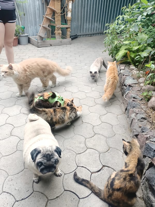 Cats and pug gather in Almaty courtyard garden