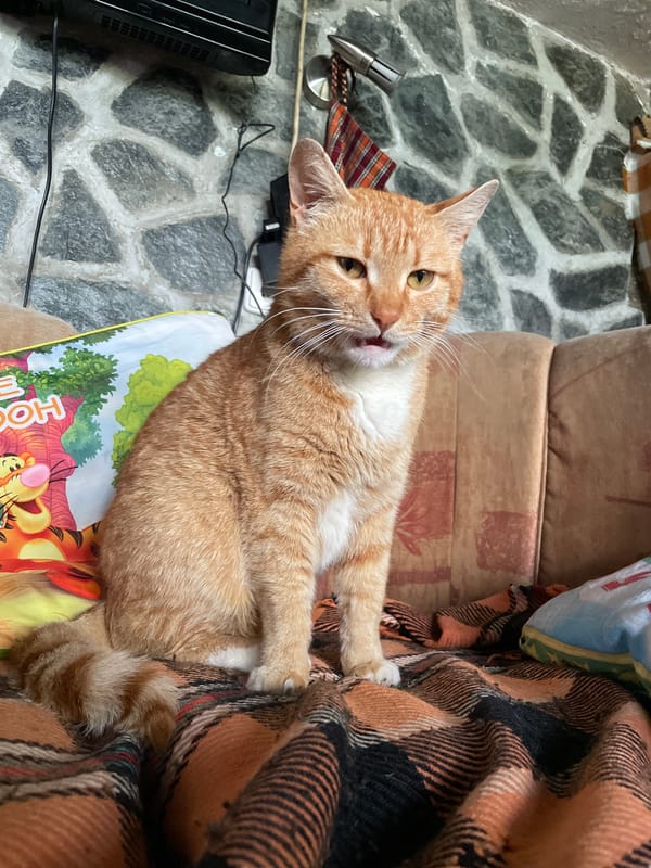 Orange tabby cat documented resting indoors in Zlatograd, Bulgaria