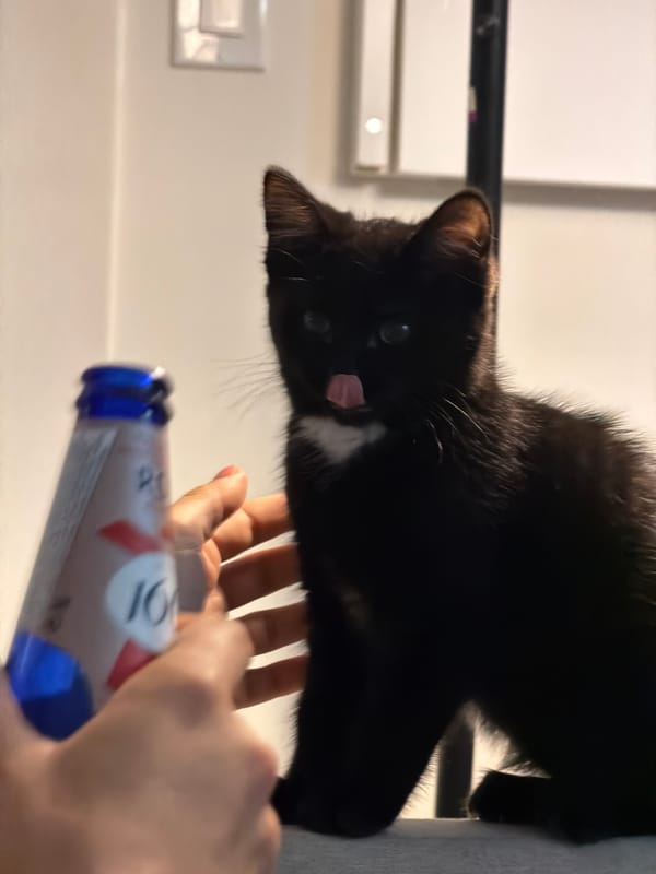 Cat observed with bottle in New Westminster home