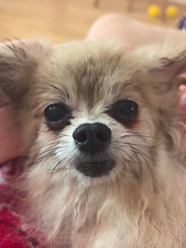 Fluffy Pomeranian chills out in Sochi