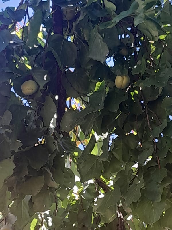 Ripe apricots and open skies over a greenhouse garden