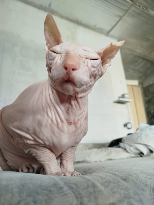 Sphynx cat photographed up close in Zavodoukovsk, Russia