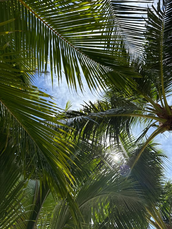 Tropical beach scene documented through palm tree canopies