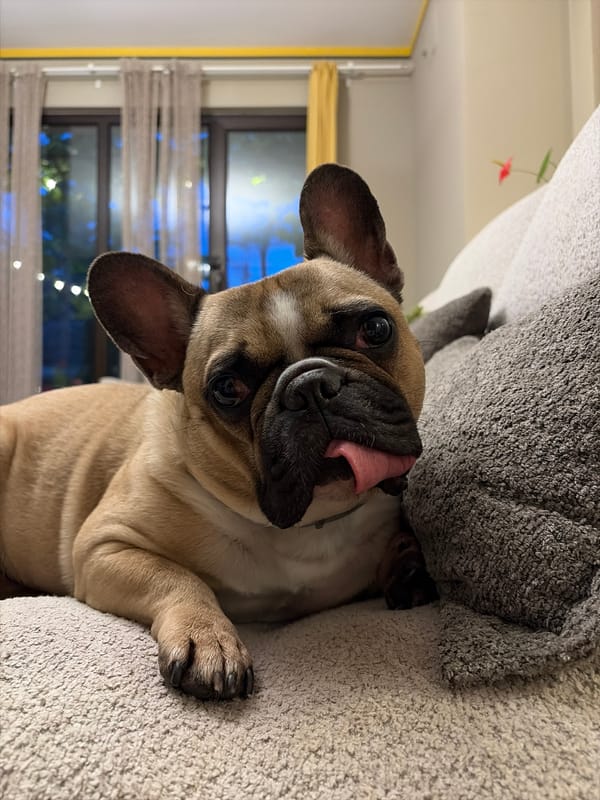 French Bulldog photographed resting indoors in Sofia