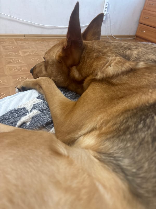 Lazy afternoon with dogs, a cat, and a corn snake at home