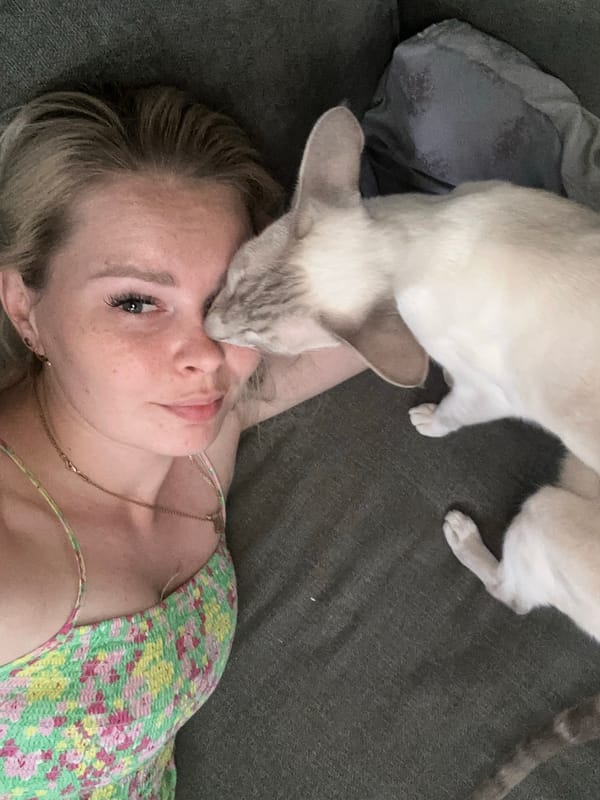 Cats and downtime at home in Abakan