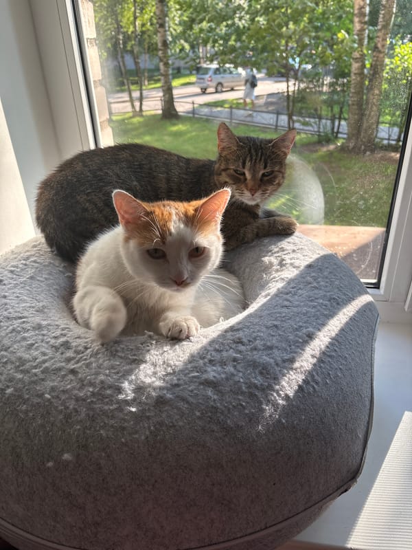 Two cats lounging on a sunny Saint Petersburg windowsill