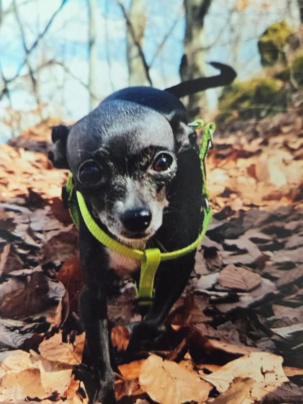 Dogs photographed playing in Bulgarian woods during afternoon outing