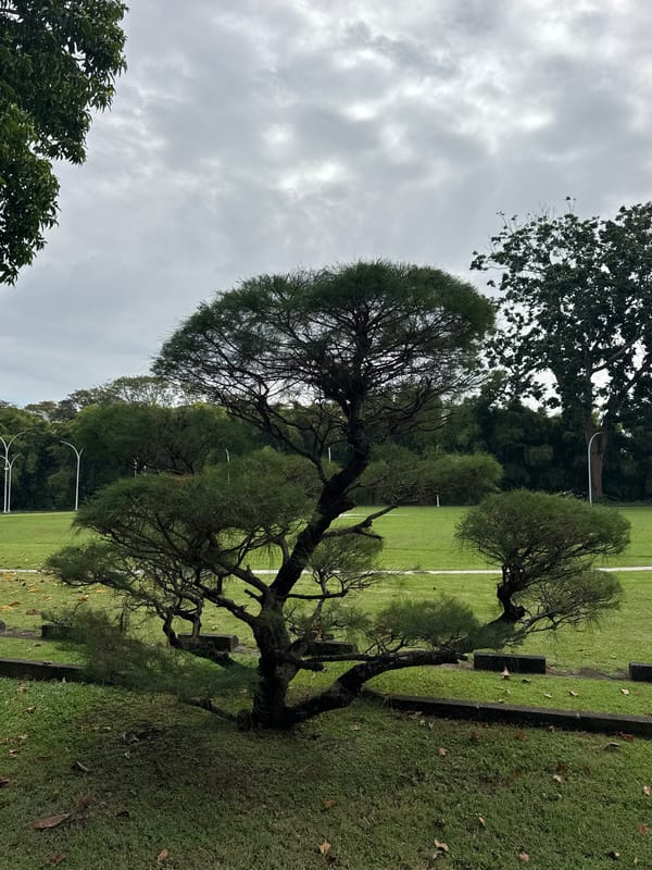 Workers assemble event tent in Indonesian tropical park setting