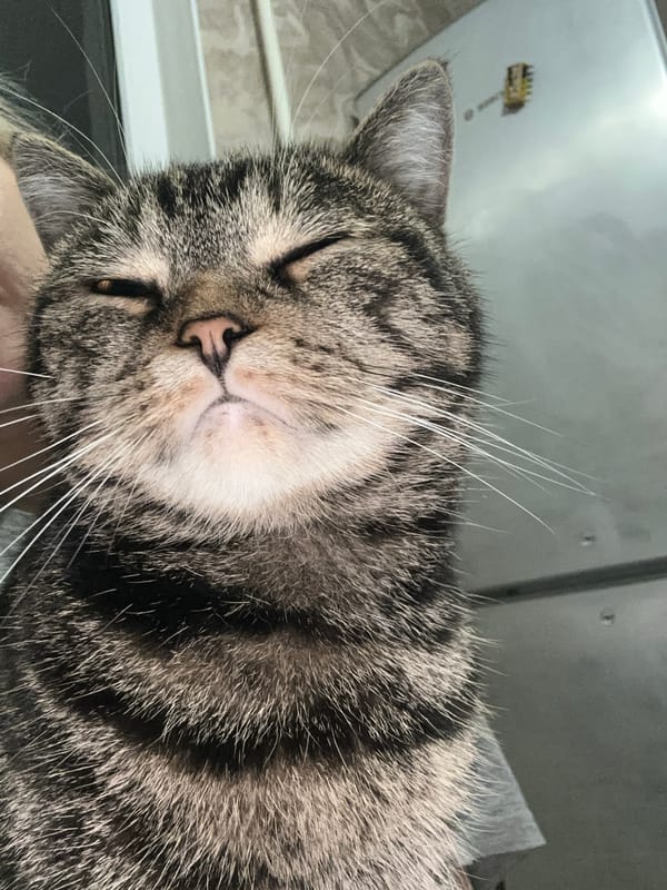 Tabby cat enjoys quiet evening indoors in Stavropol