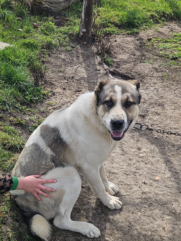 Person touches chained dog resting in Bulgarian village