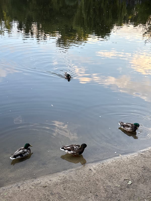 Feeding ducks at a Brest park pond on a summer evening