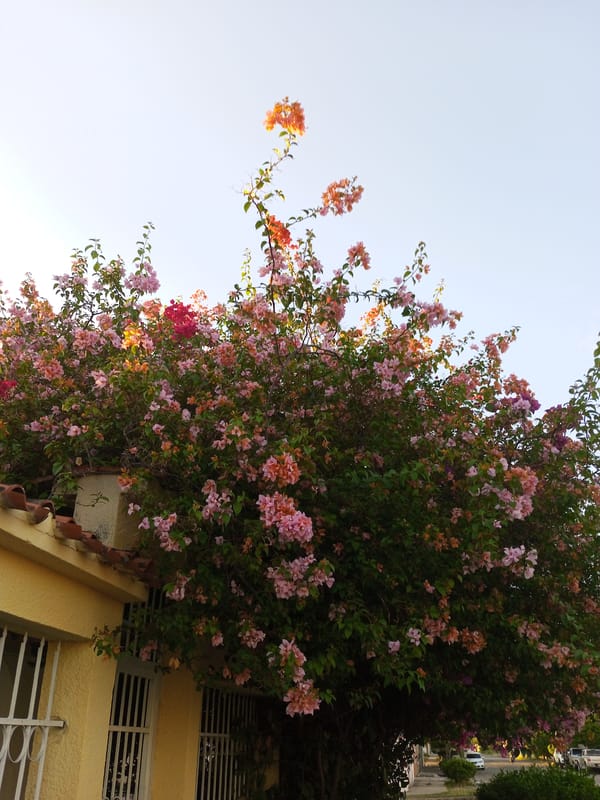 Bougainvillea blooms documented in Palo Negro, Venezuela