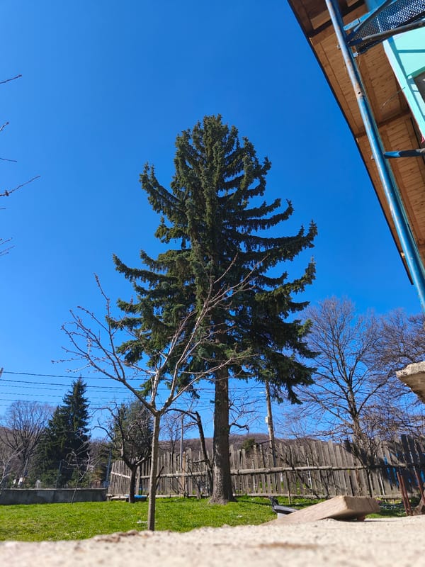 Spring morning scene captured in Sofia shows evergreen amid bare trees