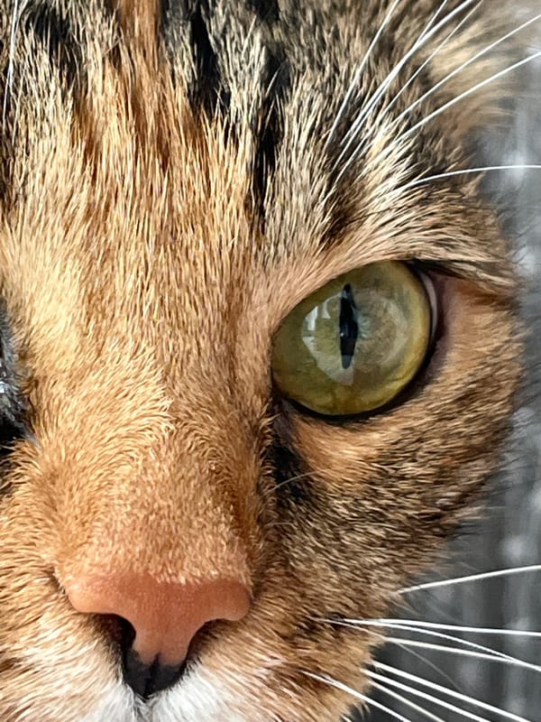 Quiet domestic morning in Nizhny Novgorod with cats, food, and home moments
