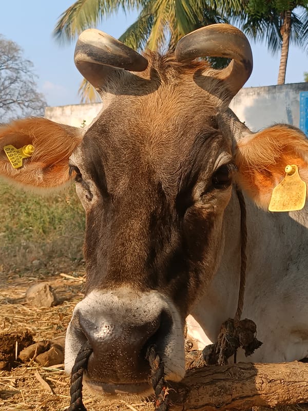 Tethered cow spotted in rural Puttaparthi countryside