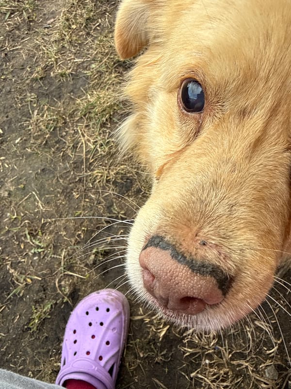 Golden dog spotted in rural Tyulyuk, Russia countryside