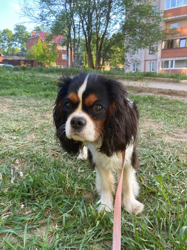 Spring afternoon documented: pets, lilacs, buildings in Votkinsk, Russia