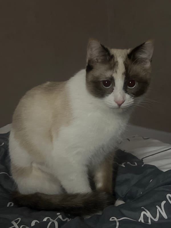 Siamese cat spotted resting on bed in Votkinsk, Russia