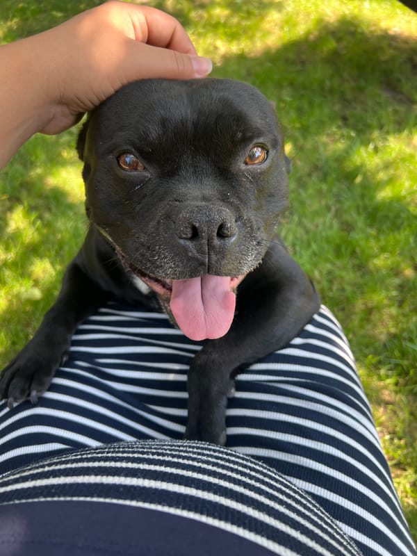 Black Staffordshire Bull Terrier enjoys outdoor playtime with human companion