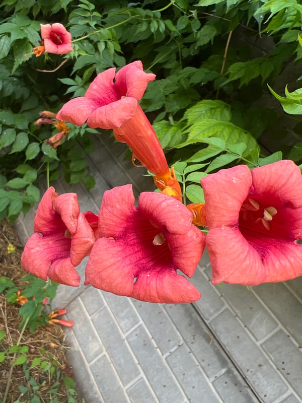 Five close-up plant shots spanning flowers, fruit, and foliage.