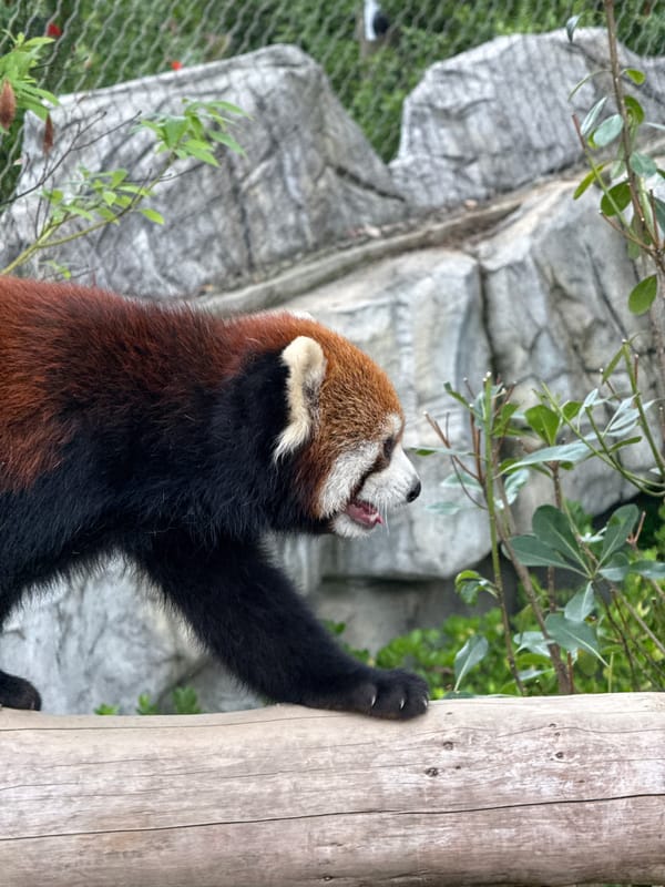 Red pandas play and climb in Chenghua District enclosure