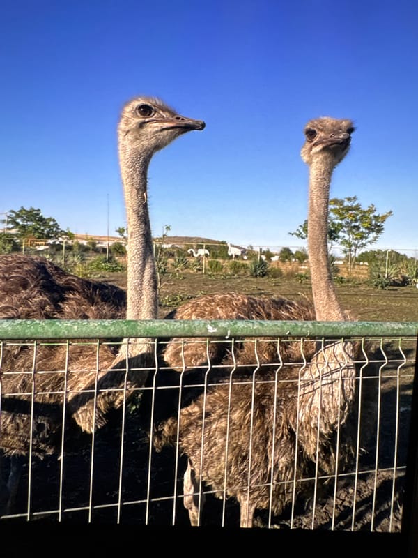 A morning roam through Nesebar: animals, old town, and local color