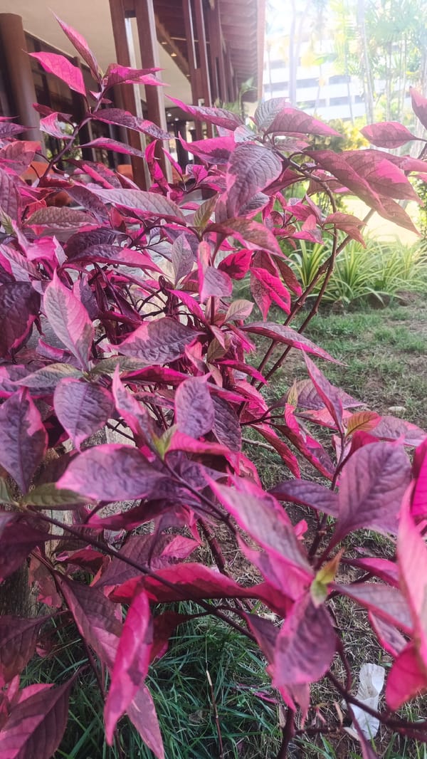 Everyday scenes captured at Playa El Agua, Venezuela