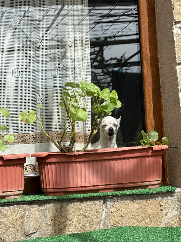 Small white dog spotted window-watching in Chubra, Bulgaria