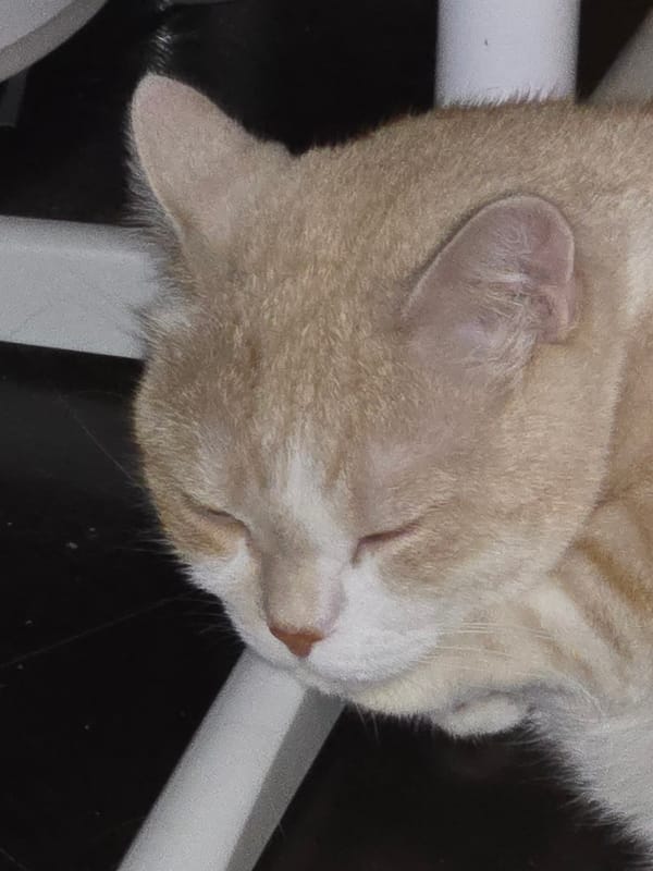 Heterochromatic ginger cat resting at home in Krasnoyarsk