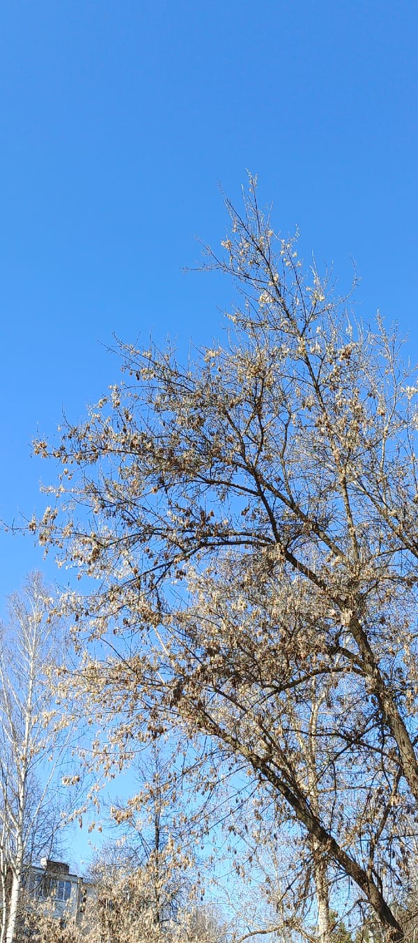 Spring morning documented in Chaikovsky park areas