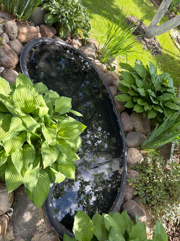 Garden pond reflects sky among hostas and rocks