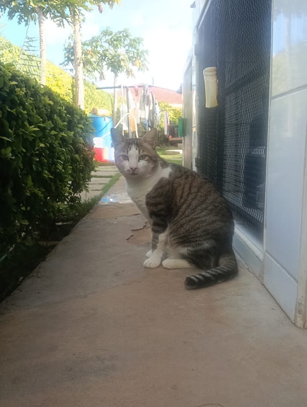 Cat and dog spotted in same neighborhood area