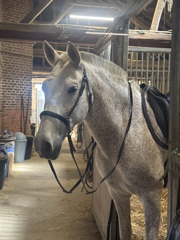 Horse care activities documented at Belgian stable