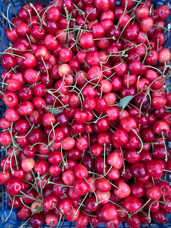 Summer spread in Zornitsa: cherries, watermelon, and two dogs