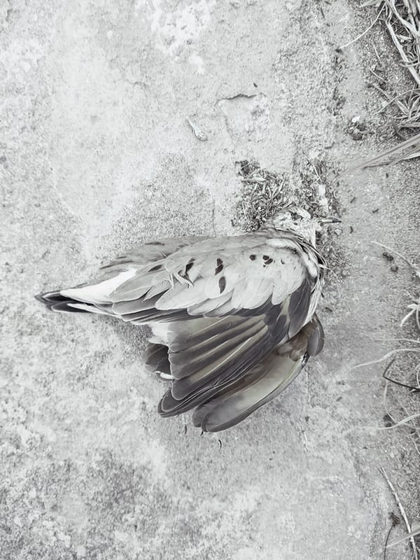 Dead Bird Found on Concrete Surface in Ciudad Guayana