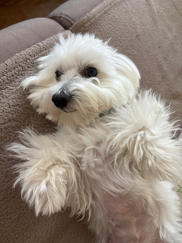 Small dogs rest on furniture with toys in Burgas homes