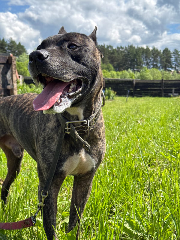 Dogs photographed under sunny skies in Rusalevka, Russia
