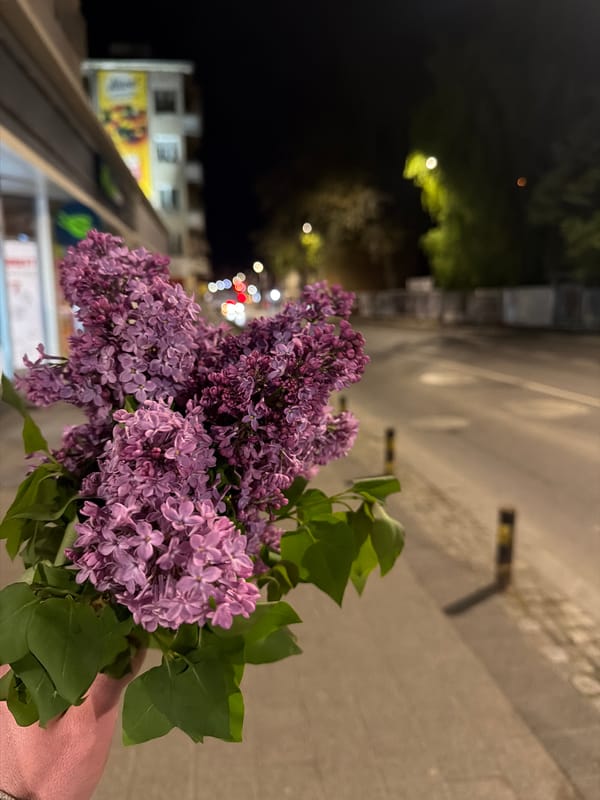 Person holds purple lilac bouquet in Plovdiv, Bulgaria