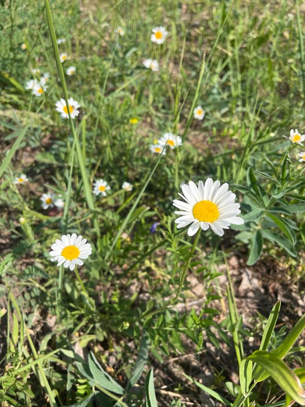 White daisies in green grass on a sunny day near Krasnoturansk