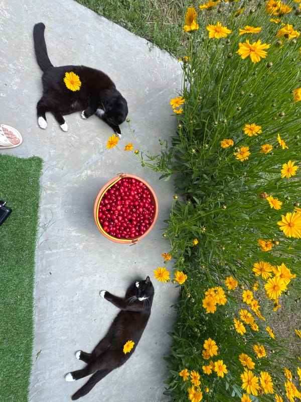 Cherry harvest morning with cats at a rural Ukrainian property
