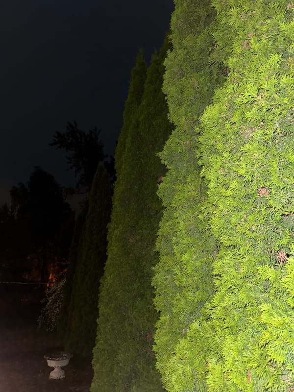 Casual evening hangout at a green-hedged outdoor spot in Zaokskiy