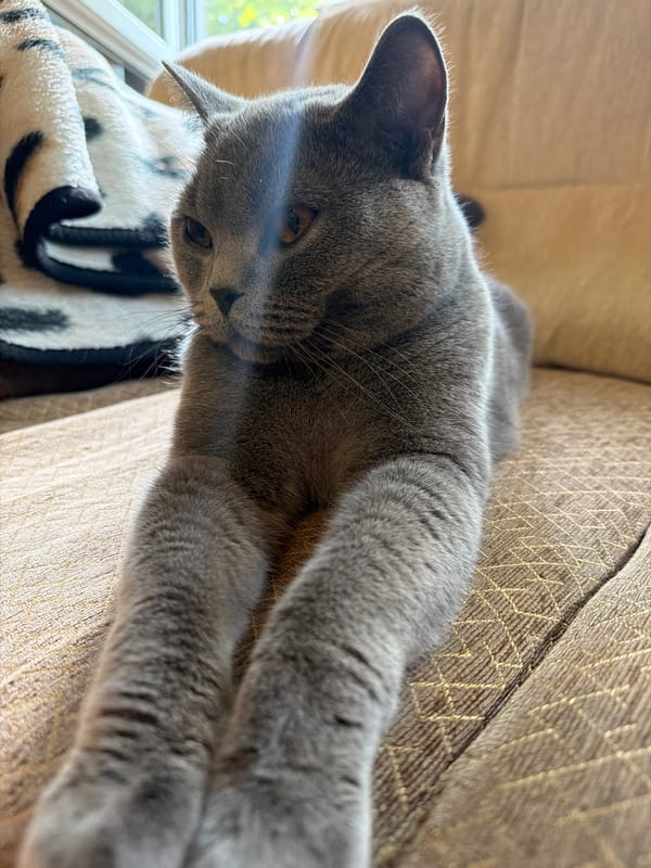 Grey cat rests on sofa in Dimitrovgrad home
