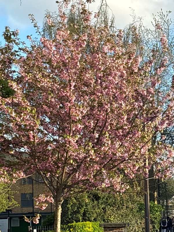 Pink blossoms bloom on London tree amid residential buildings