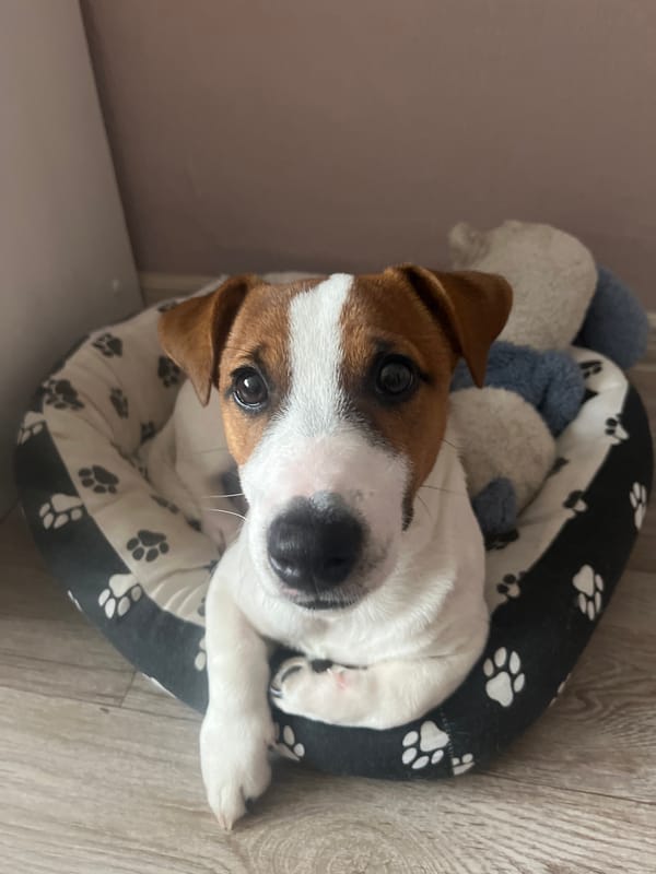 Jack Russell puppy chilling in a patterned dog bed