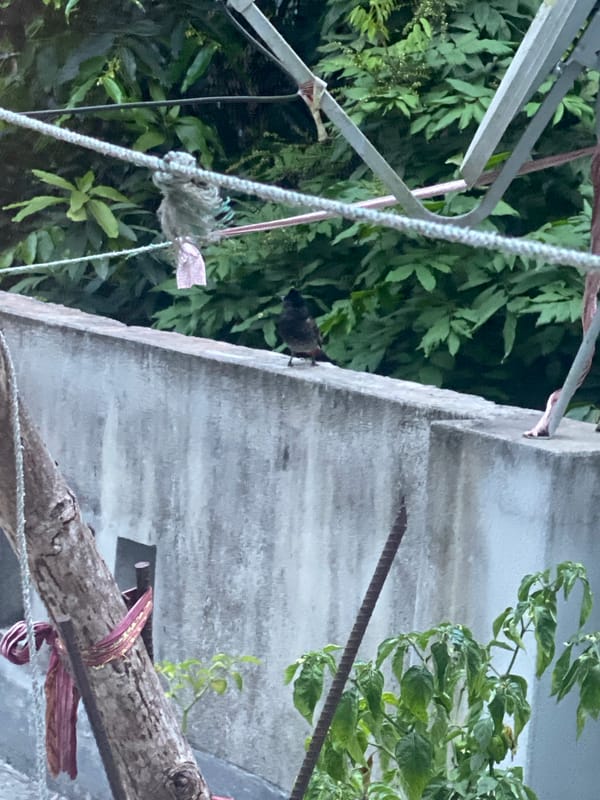 Daily cooking and urban scenes documented across Bangladesh