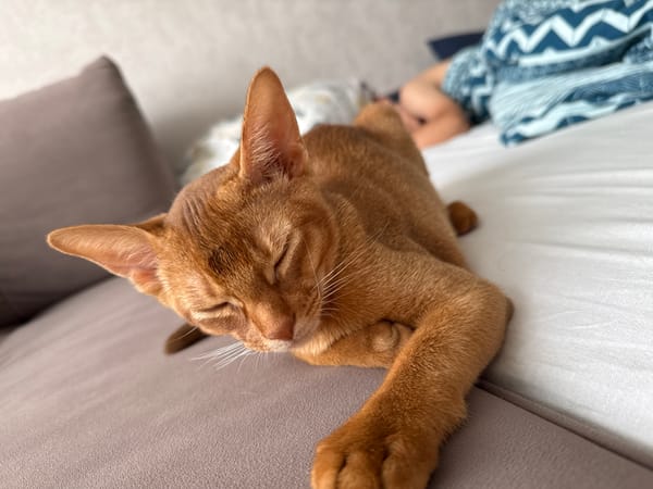 Cats and a lazy morning at home in Stary Oskol