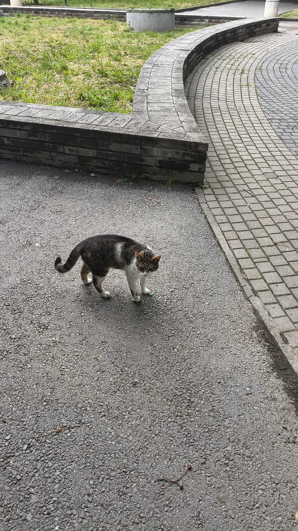Tabby cat spotted moving through outdoor areas in Shumen