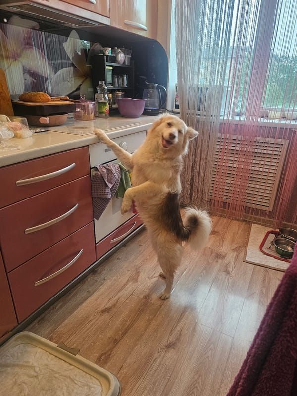 Fluffy dog goes full counter-surf in the kitchen